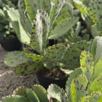 Kalanchoe mramorovaná (Kalanchoe marmorata) - výška 15-20 cm, ⌀ 30-35 cm, kont.C5L